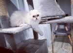 William - Scottish Fold Cat For Sale - Miami, FL, US