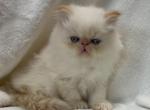 Stetson - Himalayan Cat For Sale - Callahan, FL, US