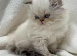 Lancelot - Himalayan Cat For Sale - Callahan, FL, US