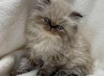 Duke - Himalayan Cat For Sale - Callahan, FL, US