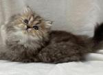 Tyra - Persian Cat For Sale - Callahan, FL, US