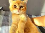 Milow - British Shorthair Cat For Sale - New York, NY, US