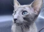 OSH Oriental Shorthair Blue Male Kitten - Oriental Cat For Sale - NJ, US