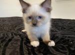 pebbles - Ragdoll Cat For Sale - NY, US