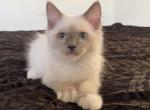Shadow - Ragdoll Cat For Sale - NY, US