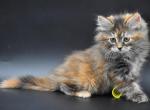 Siberian kitten Female Tica - Siberian Cat For Sale - White Plains, NY, US