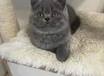 Casper - British Shorthair Cat For Sale - Battle Ground, WA, US