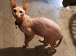 Sold - Sphynx Cat For Sale - Boston, MA, US