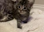 Tabby Maine Coon - Maine Coon Cat For Sale - Chapel Hill, NC, US