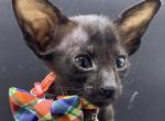 OSH Oriental Shorthair Male Kitten Charcoal Black - Oriental Cat For Sale - NJ, US