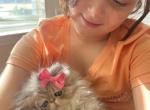 Blueberry - Persian Cat For Sale - Fort Worth, TX, US