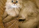 British longhair girl - British Shorthair Cat For Sale - Charlotte, NC, US