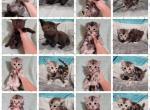 Hybrid babies - Maine Coon Cat For Sale - Monroe, MI, US
