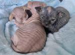 Sphynx - Sphynx Cat For Sale - Hallandale, FL, US