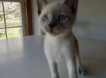 Siamese Russian Blue  Hybrid - Siamese Cat For Sale - Dunn, NC, US