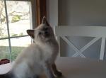 Blue and Seal Point Siamese Litter - Siamese Cat For Sale - Dunn, NC, US