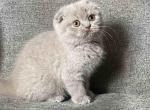 Barbie - Scottish Fold Cat For Sale - NY, US