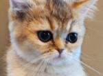 BEAUTIFUL GOLDEN BRITISH - British Shorthair Cat For Sale - MI, US