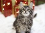 William - Maine Coon Cat For Sale - 