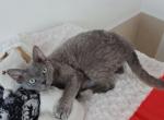 Xaby - Devon Rex Cat For Sale - CA, US