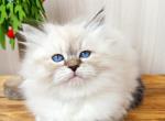 Elka - Siberian Cat For Sale - Norwalk, CT, US