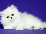 Katrina - Persian Cat For Sale - Hollywood, FL, US