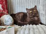 British Shorthair - British Shorthair Cat For Sale - Nicholasville, KY, US