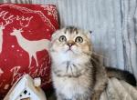 Kittens scottish fold - Scottish Fold Cat For Sale - Nicholasville, KY, US