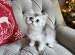 British Shorthair kittens available - British Shorthair Cat For Sale - Nicholasville, KY, US