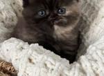 British Longhair A - British Shorthair Cat For Sale - Woodland Park, CO, US