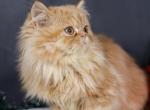 NS Minuets - Minuet Cat For Sale - Omaha, NE, US
