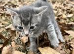 Ash - American Shorthair Cat For Sale - Columbus, GA, US