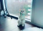 Silver chinchilla female - British Shorthair Cat For Sale - New York, NY, US