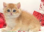 Balu - British Shorthair Cat For Sale - Greenville, SC, US