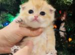 Buddy Christmas sale - Scottish Fold Kitten For Sale - Exton, PA, US