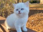 Marshmallow lilac golden lynx British shorthair - British Shorthair Cat For Sale - Athens, GA, US