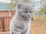 Pudding Blue British shorthair boy - British Shorthair Cat For Sale - Athens, GA, US