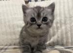 Grayson - Munchkin Cat For Sale - Ava, MO, US