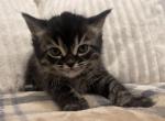 Smokey - Scottish Fold Cat For Sale - Ava, MO, US