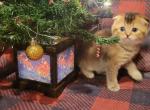 Ruby 1 - Scottish Fold Cat For Sale - Berlin, NJ, US