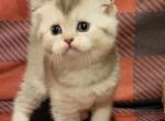 Blue - Scottish Fold Cat For Sale - Berlin, NJ, US