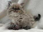 Caroline - Himalayan Cat For Sale - Callahan, FL, US