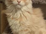 Ellyse - Maine Coon Cat For Sale - Staten Island, NY, US