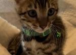 Bengal kitten DAtartagnan - Bengal Cat For Sale - Queens, NY, US