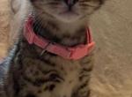 Bengal kitten Milady - Bengal Cat For Sale - Queens, NY, US