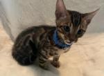 Bengal kitten Aramis - Bengal Cat For Sale - Queens, NY, US