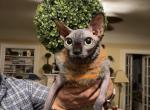 Indiana - Sphynx Cat For Sale - Queens, NY, US