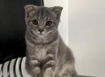 Tomy - Scottish Fold Cat For Sale - Miami, FL, US