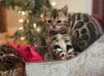 Mylah - Bengal Cat For Sale - Wauseon, OH, US