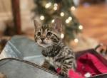 Raya - Bengal Cat For Sale - Wauseon, OH, US